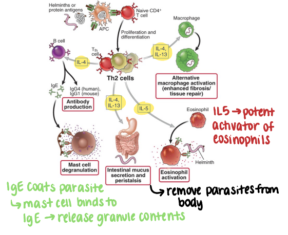 <ul><li><p><strong>antibody production</strong></p></li><li><p><strong>mast cell degranulation</strong> (IgE)</p></li><li><p>intestinal mucus secretion and peristalsis</p></li><li><p><strong>eosinophil activation </strong>(IL5 = potent eosinophil activator)</p></li><li><p>alternative macrophage activation (enhanced fibrosis/tissue repair)</p></li></ul><p></p>