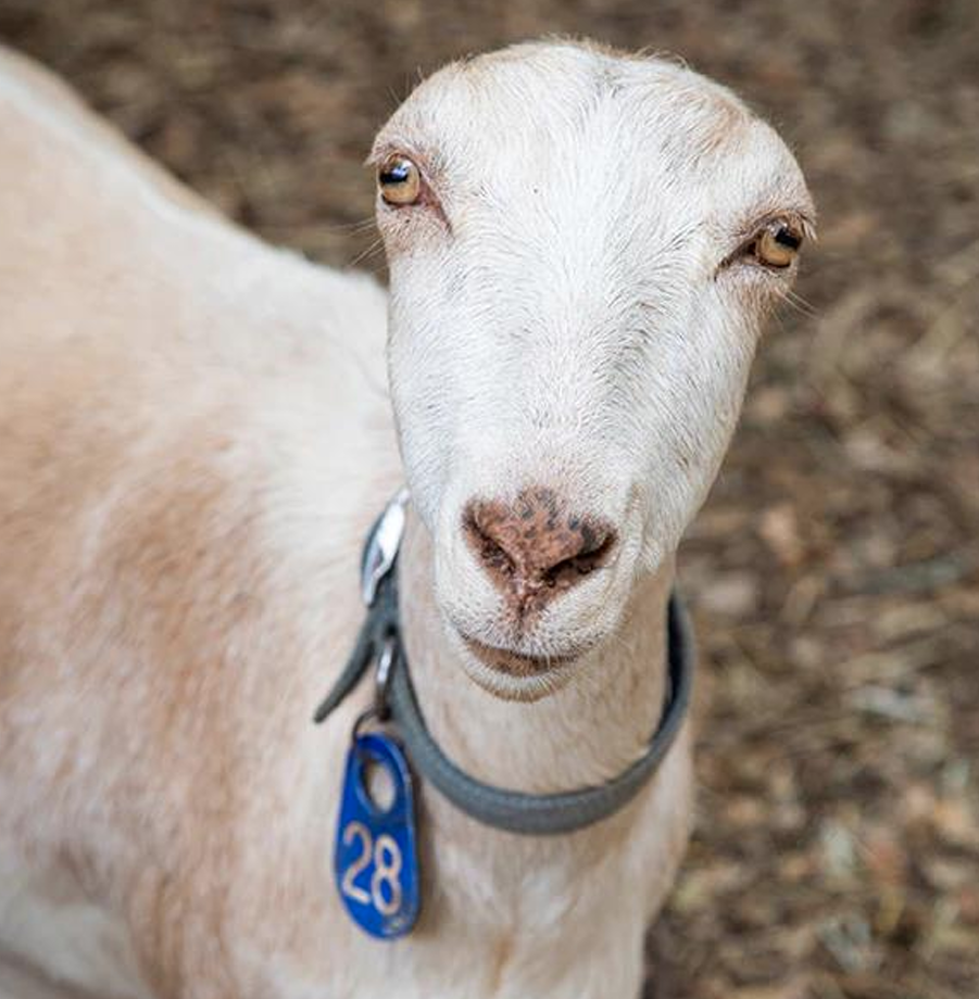 <p>What Goat is this?</p>