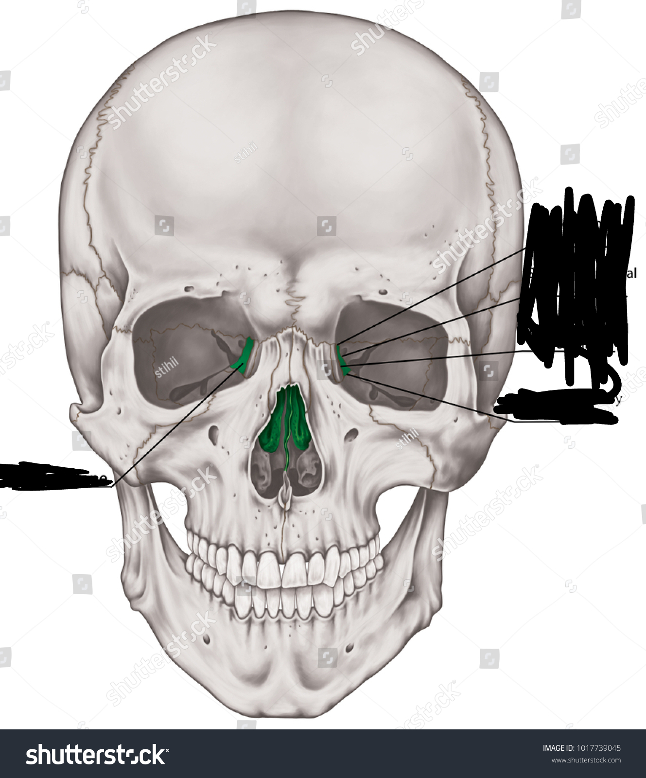 <p>name the bone</p>