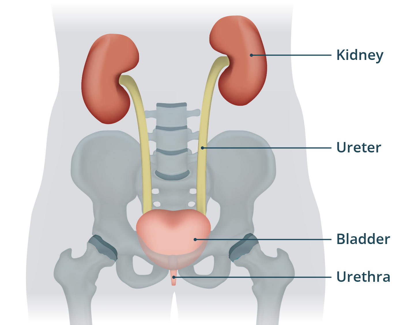 <ul><li><p>is responsible for producing, storing, and excreting urine</p></li><li><p>responsible for also cleansing blood of waste products</p></li><li><p>regulating the water, salts, and acids in the body fluids ensures homeostasis </p></li></ul><p></p>