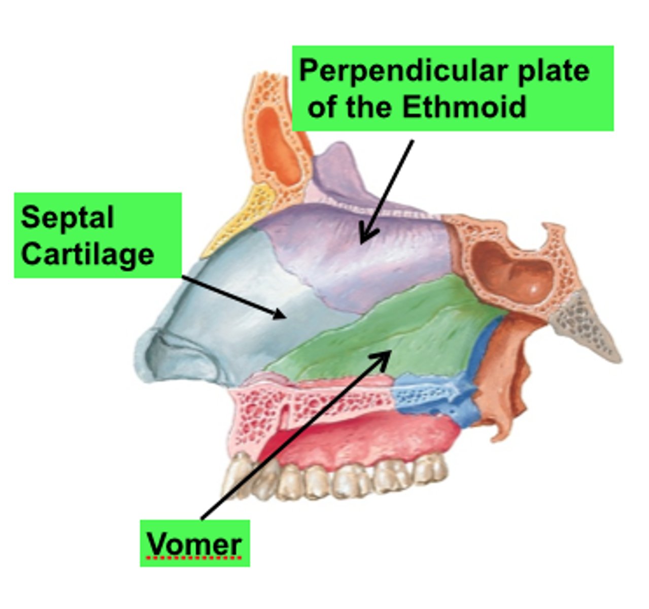 <p>Vomer + perpendicular plate of ethmoid plate</p>