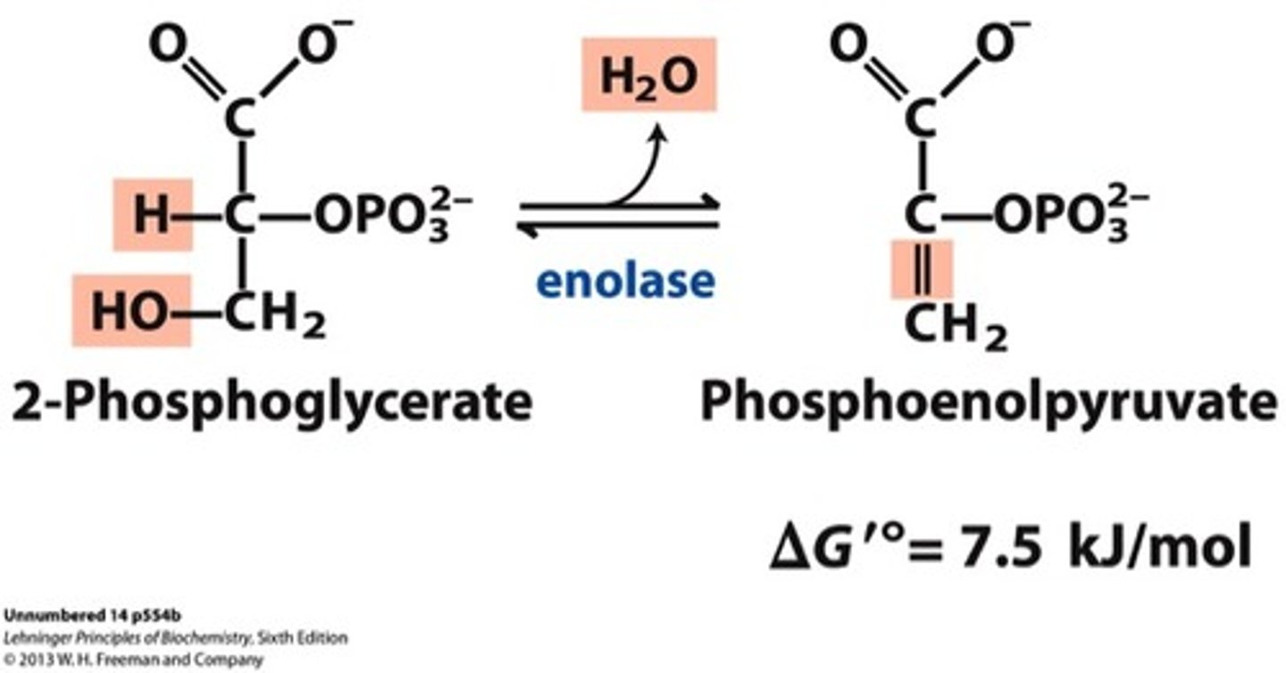 <p>2-phosphoglycerate to phosphoenolpyruvate</p>