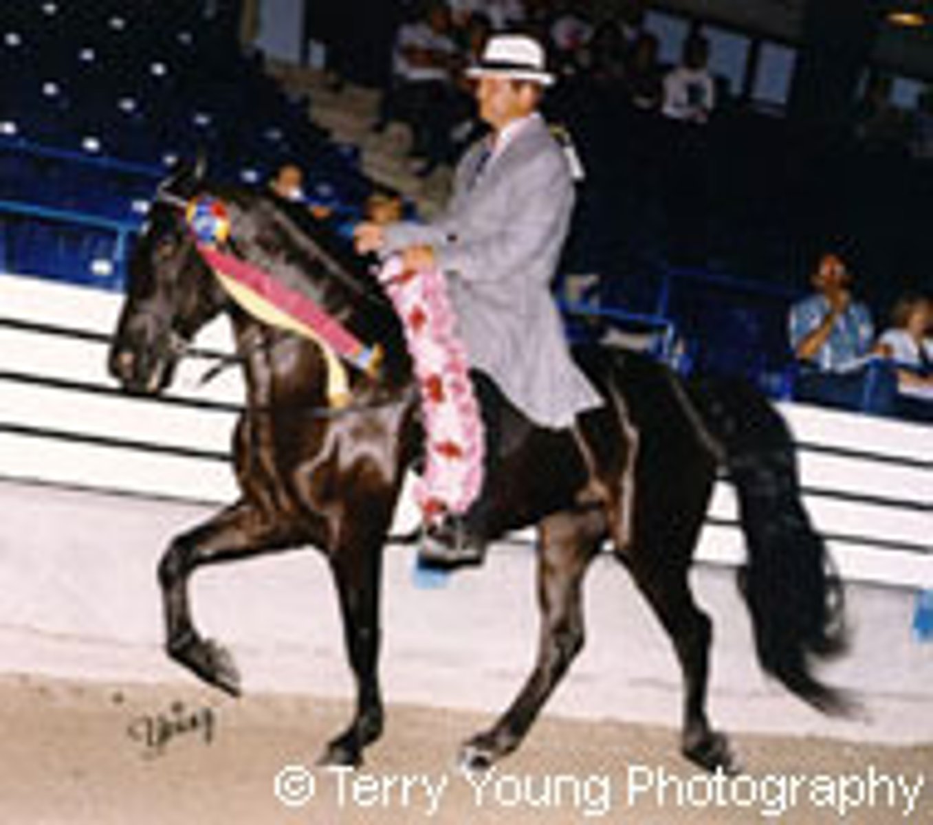 <p>- Artificial Gait</p><p>- Forelegs brought upward</p><p>- 4-beat gait that is faster than running walk or ordinary walk; hind feet do not overstep the hoof print of the forefeet as far compared to running walk</p>