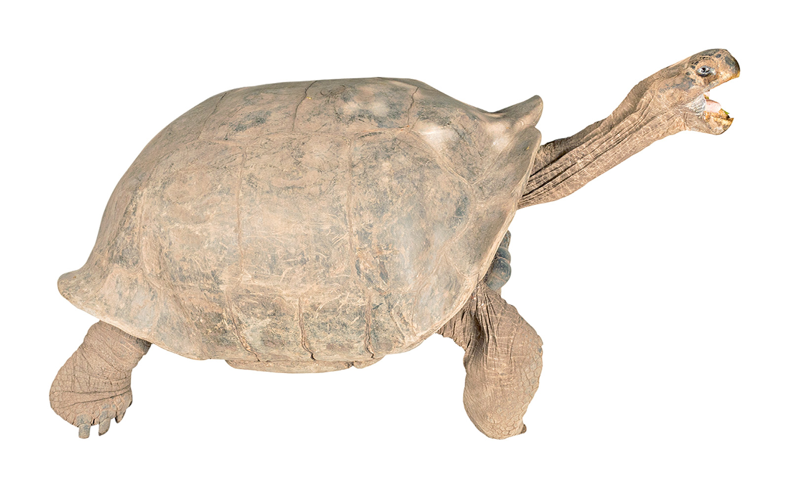 <p>Isabela (Volcan Sierra Negra Tortoise) </p>