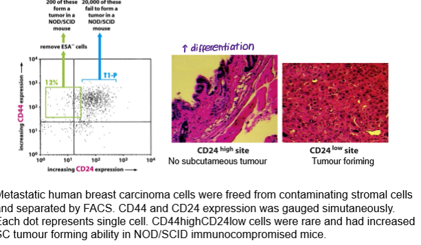 <p>no specific stem cell markers for solid tumours (e.g. CD44 and breast cancer)</p>
