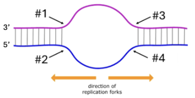 <p>The diagram below depicts a replication bubble with two replication forks. The moving<br>directions of the two replication forks are indicated. Given the directions of replication and the<br>orientation of the two DNA strands, which arrow points out the location of a lagging strand, #1,<br>#2, #3, or #4?</p>