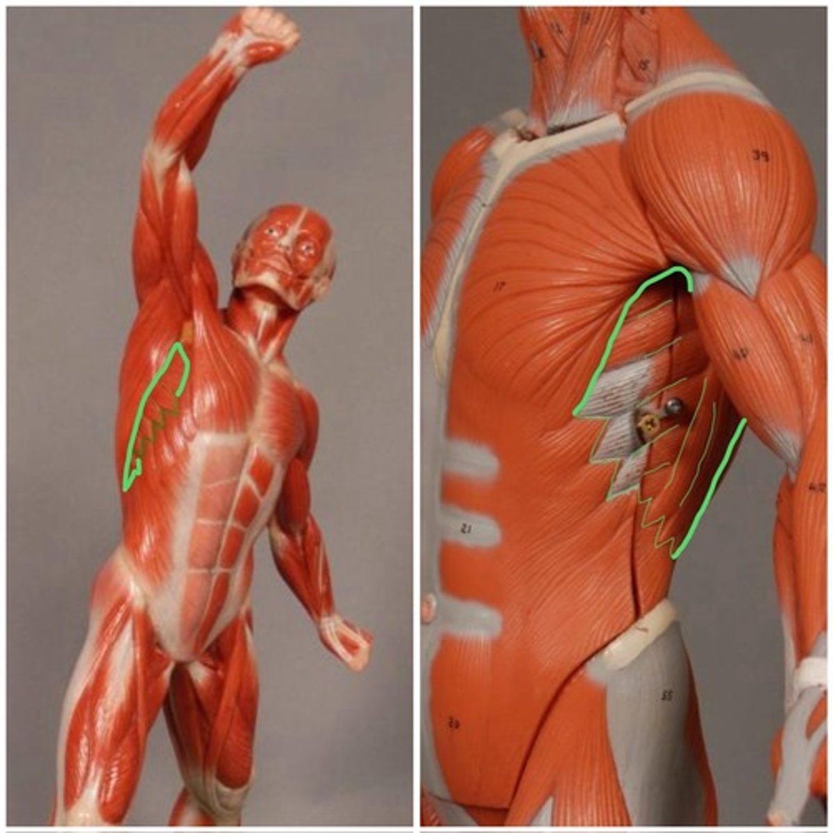 knowt flashcard image