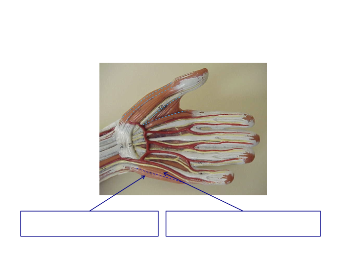 <p>Hypothenar Hand Muscles (Pinky Side)</p>