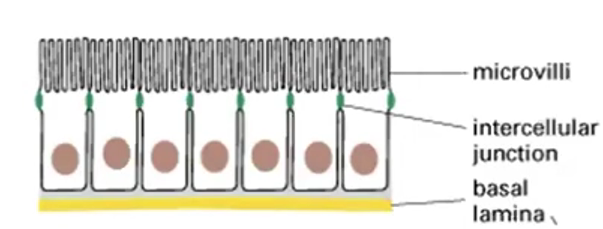 <p>Transporting/Absorptive Epithelium</p>