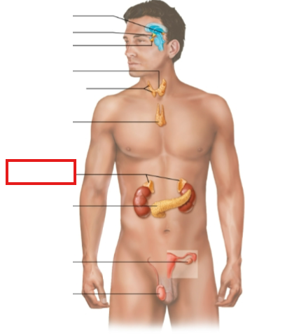 <p>What structure is highlighted?</p>