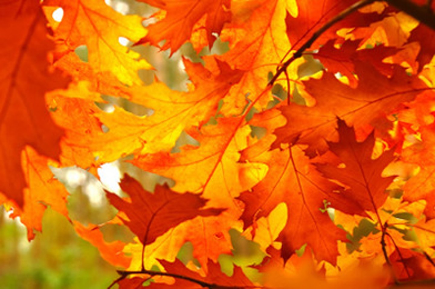 <p>(B) They absorb every color except red light.</p><p>Instead of absorbing red light, the leaves are reflecting the red light, which will be registered by your eyes.</p>