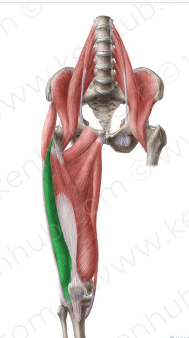 <p>origin(s): lateral aspect of linea aspera + greater trochanter</p><p>insertion(s): tibial tuberosity</p>