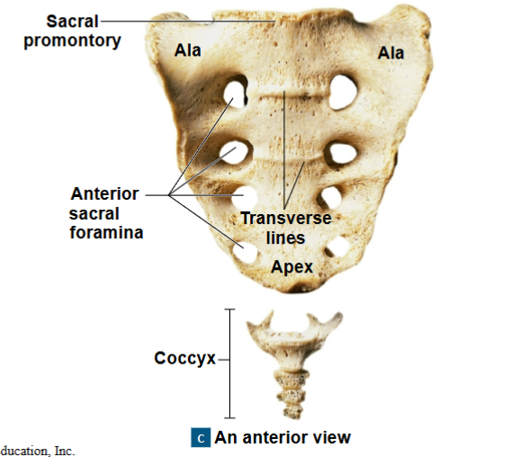 <p>tailbone- formed by fusion of 3-5 irregularly shaped vertebrae </p><p>attached to sacrum by ligaments</p>