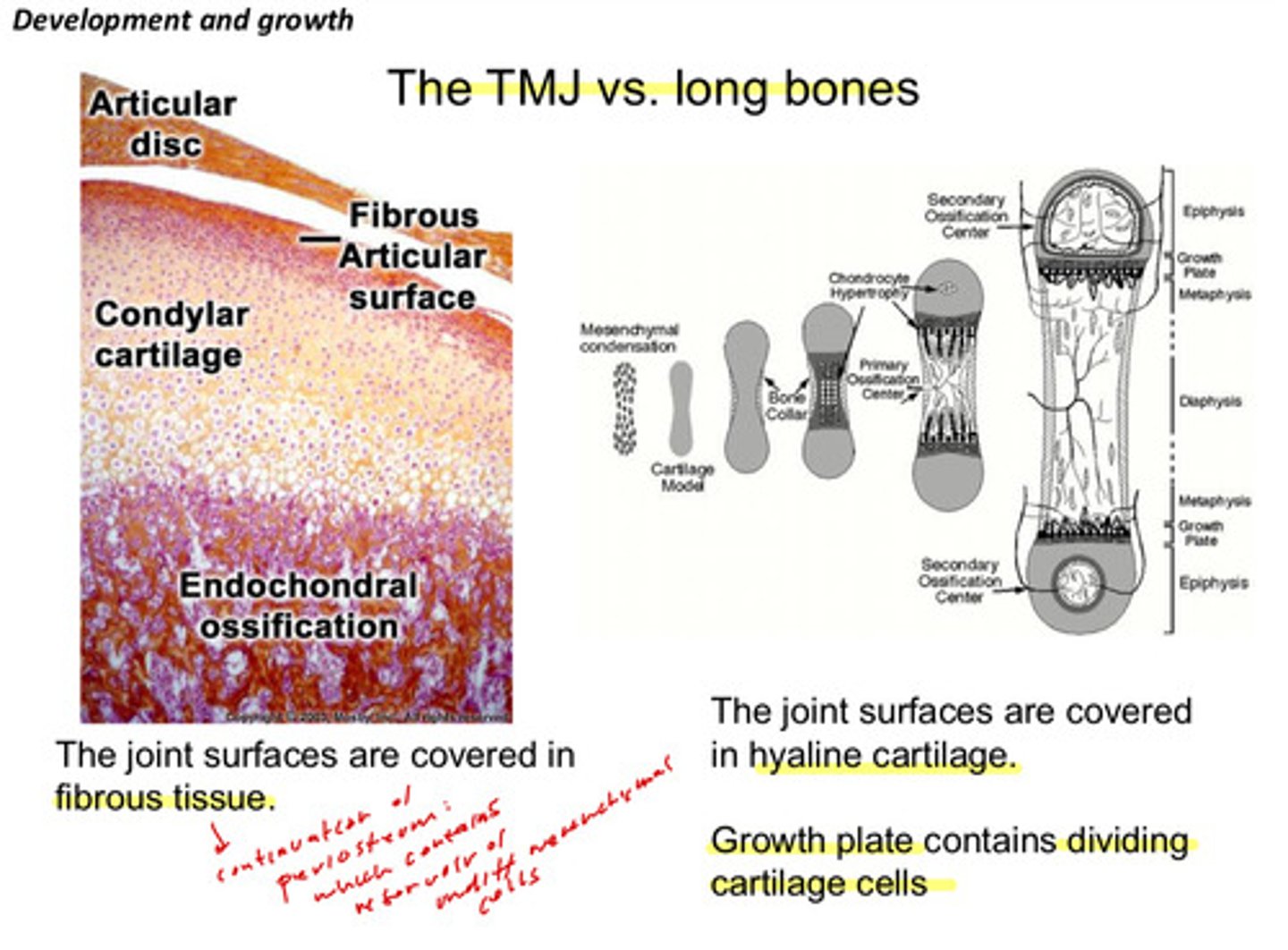 <p>the TMJ surfaces are covered in fibrous tissue (fibrocartilage) and is a secondary cartilage; long bone joint surfaces are covered in hyaline cartilage and is a primary cartilage (the long bone growth plates contain dividing cartilage cells)</p>