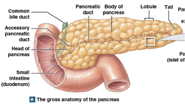 <p>99% of pancreas is exocrine cells (Breaks down everything)</p><ul><li><p>secretes enzymes into digestive tract </p></li></ul><p></p>