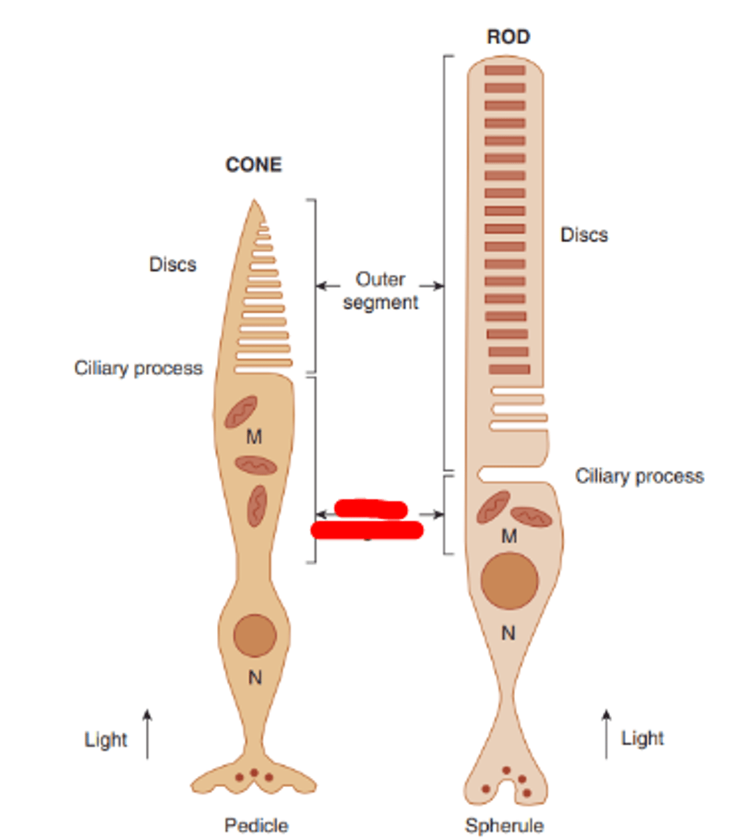 <p>portion of the photoreceptor which contains all of the cell's organelles, excluding their nuclei.</p>