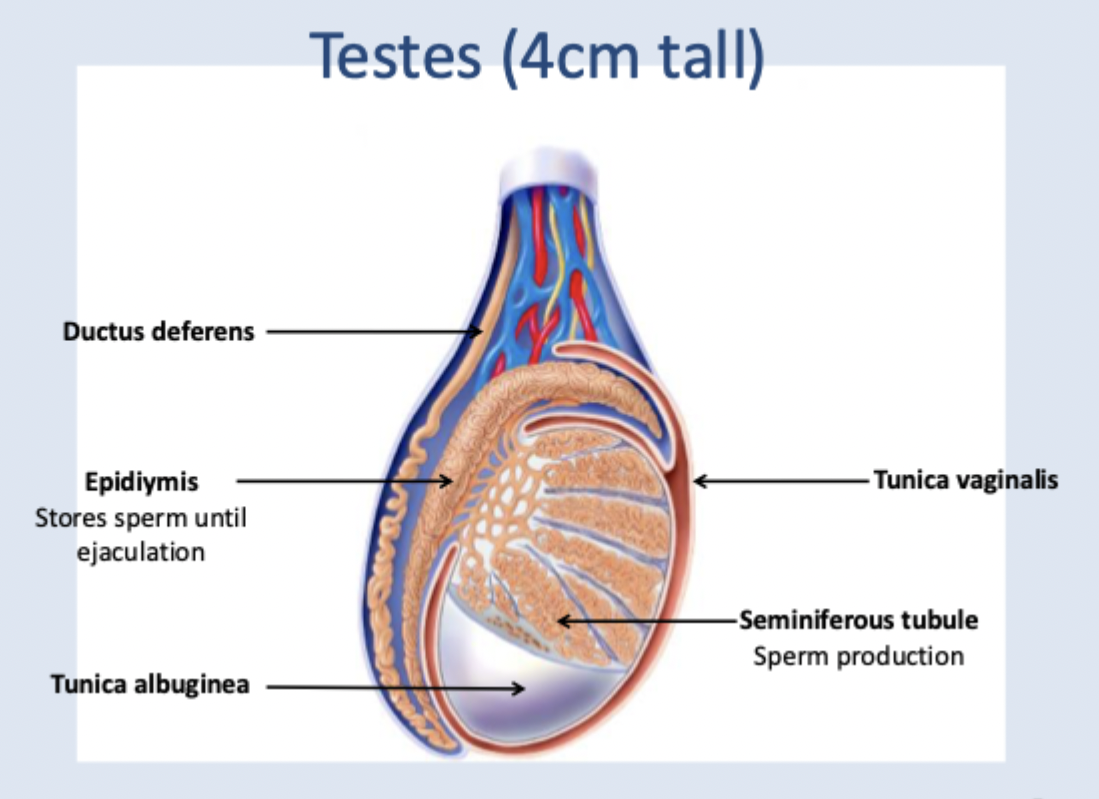 <ul><li><p>Ductus deferens</p></li><li><p>epidiymis (stores sperm until ejaculation)</p></li><li><p>tunica albuginea</p></li><li><p>seminiferous tubule (sperm production): sertoli cells (support sperm development, Leydig cells (secrete testosterone), Smooth muscles (produces peristalsis which propels sperm into epidiymis</p></li><li><p>tunica vaginalis</p></li><li><p>has its own blood supply</p></li></ul><p></p>