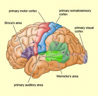 Areas of cerebral cortex that first receive sensory impulses from the body


1. Primary visual cortex
2. Primary motor cortex
3. Primary auditory cortex
4. Primary sensory cortex

\*Think VMAS  - visual, motor, auditory, sensory - and how it’s a big show that *first gives you sensory impulses*