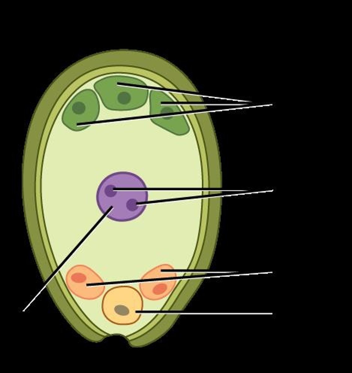 <p>The second sperm cell fuses with the polar nuclei to form a triploid endosperm.</p>