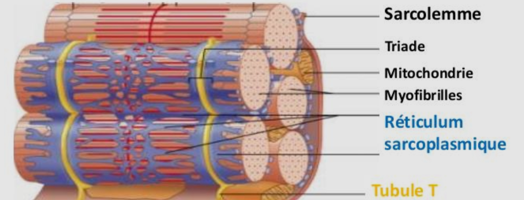 <p>Les myofibrilles sont entourés d’un réseau tubulaire qui se caractérise par des invaginations tubulaires du sarcolemme = tubules T, entouré de part et d’autre par des citernes de réticulum sarcoplasmique <= ce dispositif prend le nom de triade </p><p>Présences de mitochondries en périphérie </p>