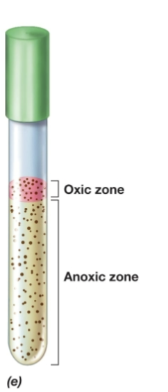 <p>Fluid Thioglycollate test- colonies are in top and bottom layer</p>