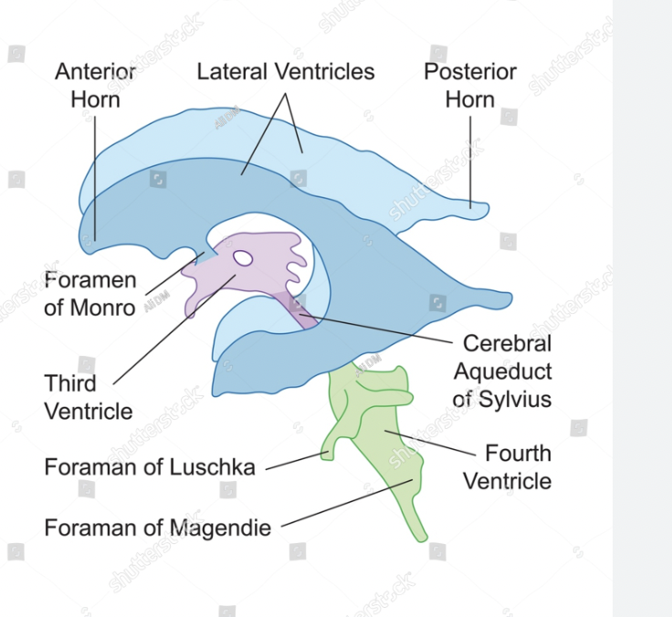 <p>How are the lateral ventricles connected to the third ventricle?</p>