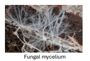 <ol><li><p>Fungi contain <strong>chitin </strong>in their cell walls (polymer of N-acetylglucosamine) </p></li><li><p>Fungi contain <strong>ergosterol </strong>in their plasma membrane</p></li></ol><p></p>
