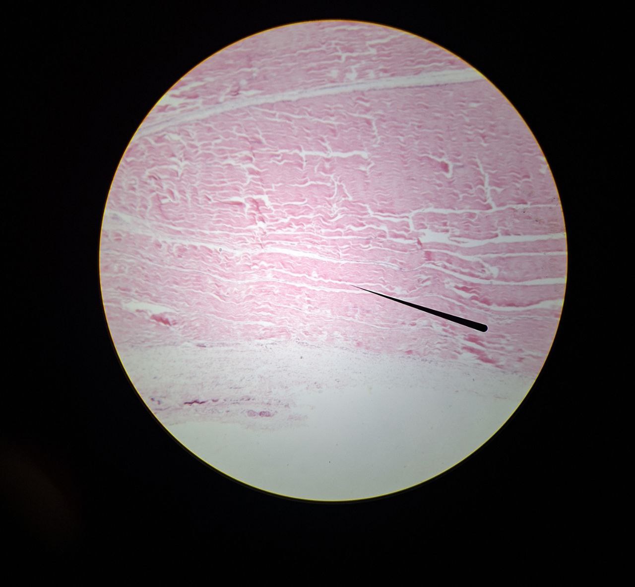 <p>Identify the tissue and mention one site</p>