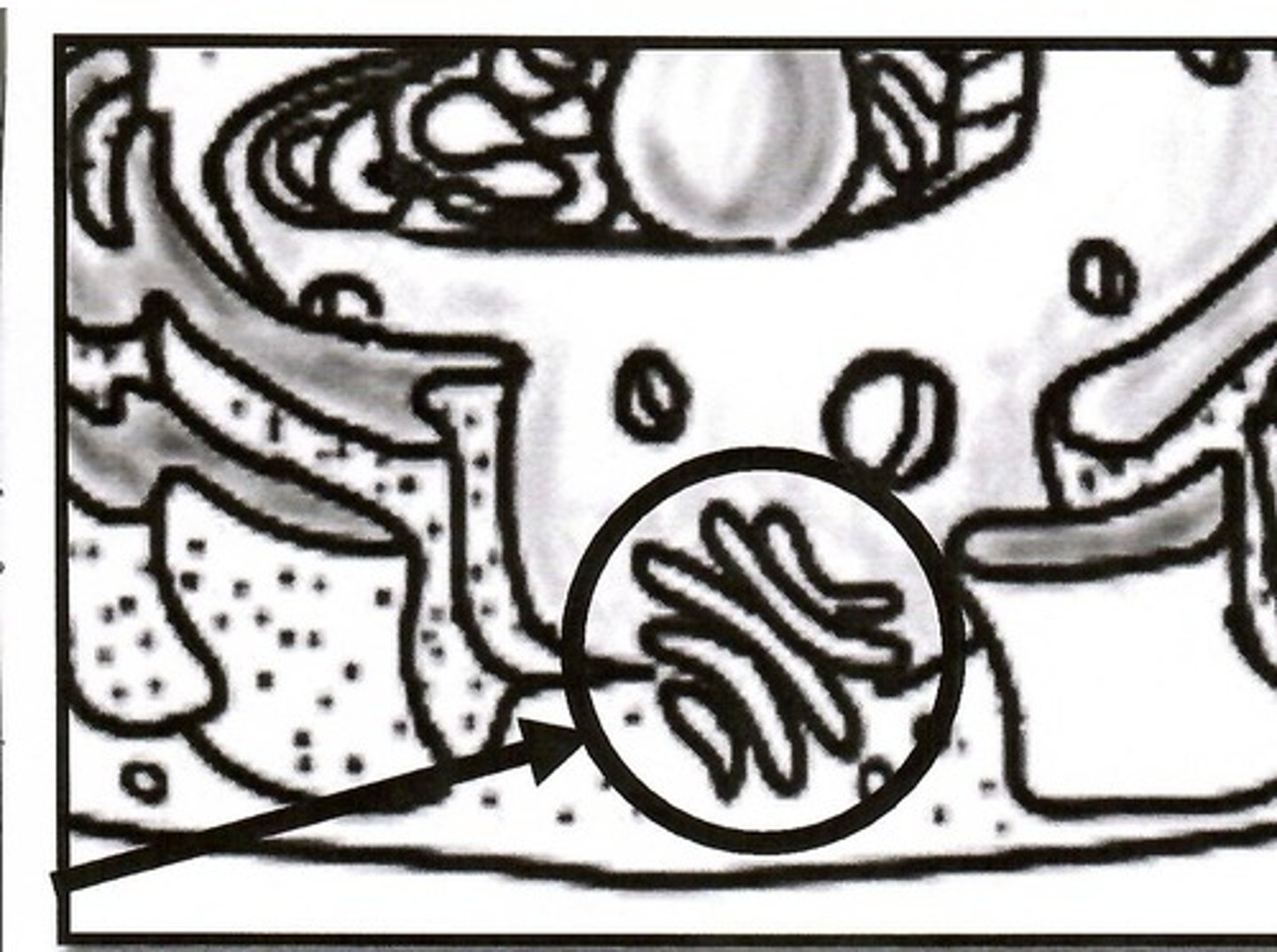 <p>Golgi Body (Apparatus)</p>