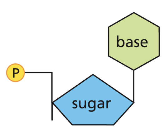 <p>BASE+SUGAR+PHOSPHATE </p>