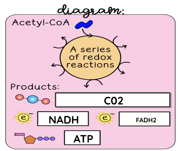 <p>Krebs cycle</p>