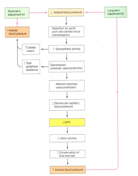 <ol><li><p>Hemorrhage decreases plasma volume</p></li><li><p>BRs detect drop in BP</p></li><li><p>Cardiovascular control center coordinates increase in sympathetic activity</p></li><li><p>Increases cardiac output and total peripheral resistance</p></li><li><p>Decreases GFR to maintain plasma volume</p></li></ol><p></p>