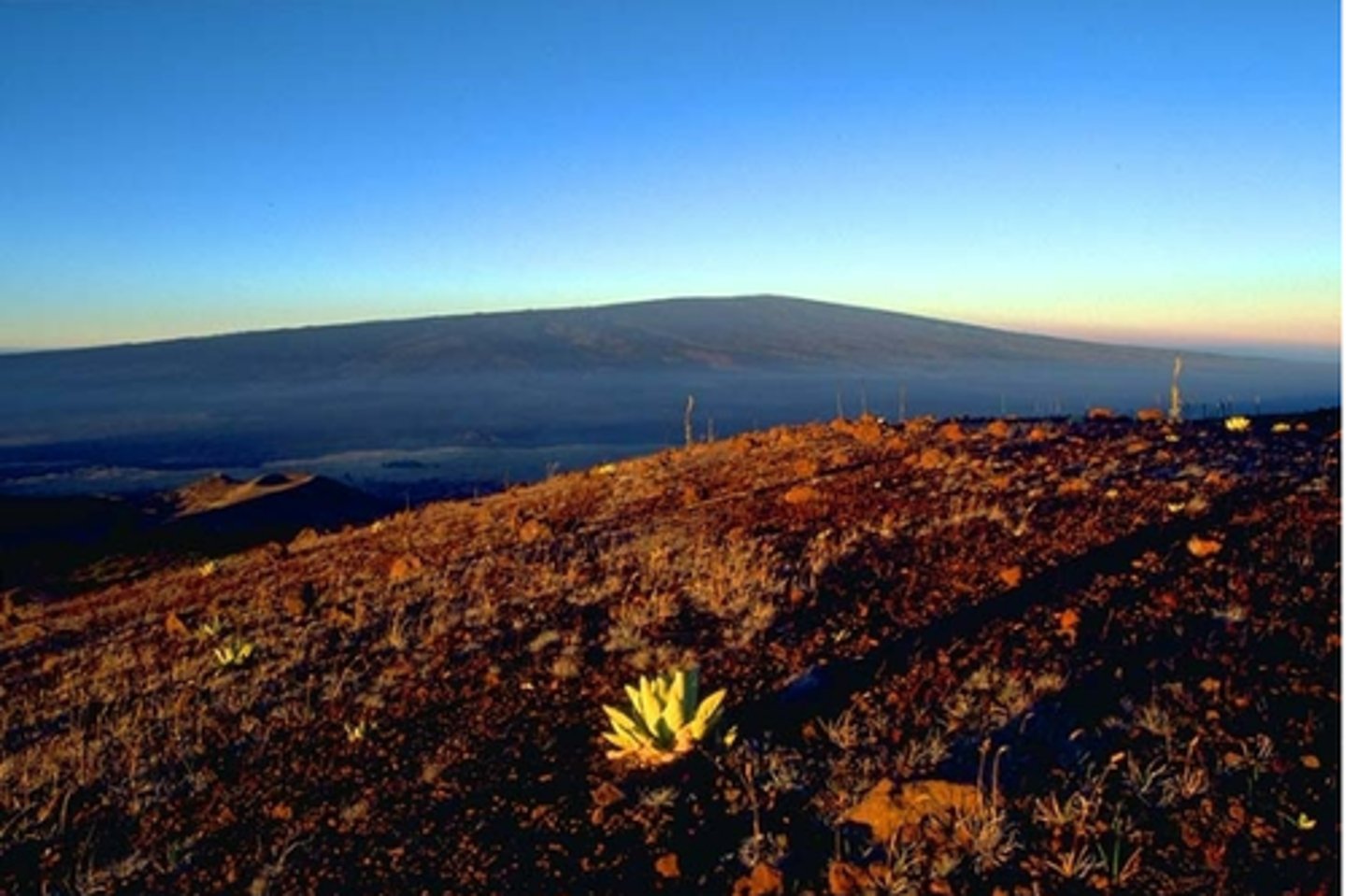 <p>Shield Volcano...Mauna Loa</p>