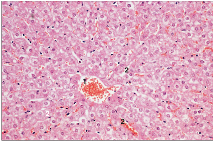 <p>name of histologic slide:</p><p>Specie:</p><p>Parts</p><p>1.__ 2. __ </p><p>Stain Used:</p>