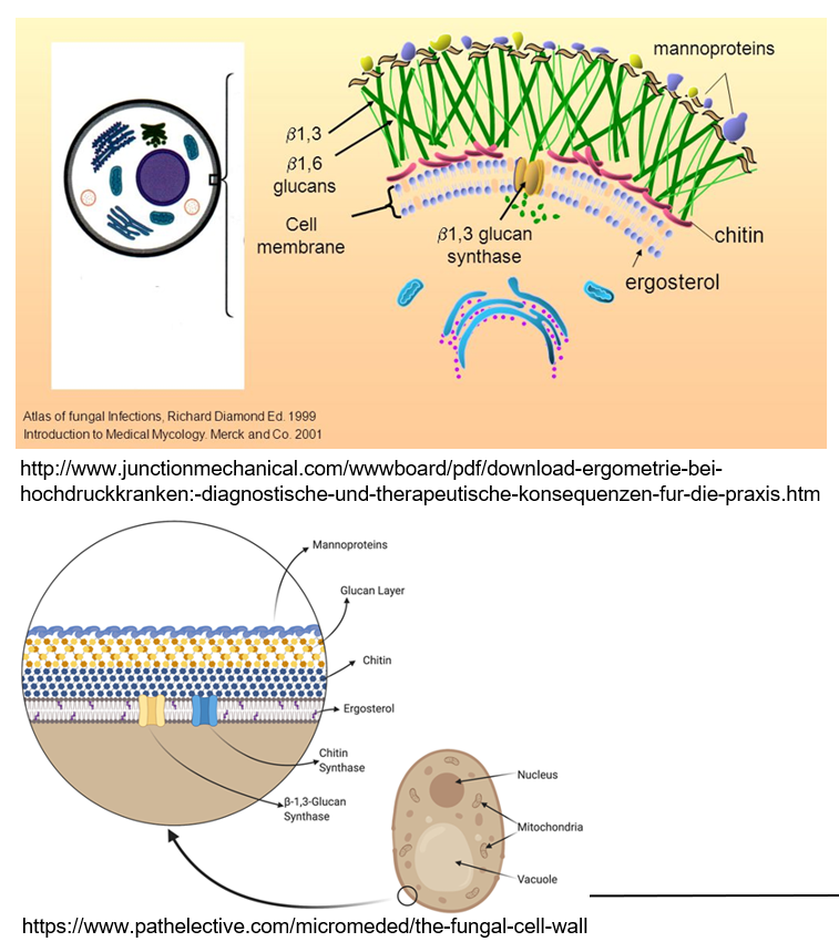 <p><strong>Ergosterol</strong> is a lipid in the fungal cell wall that helps maintain the structure, similar to how cholesterol works in human cells.</p>