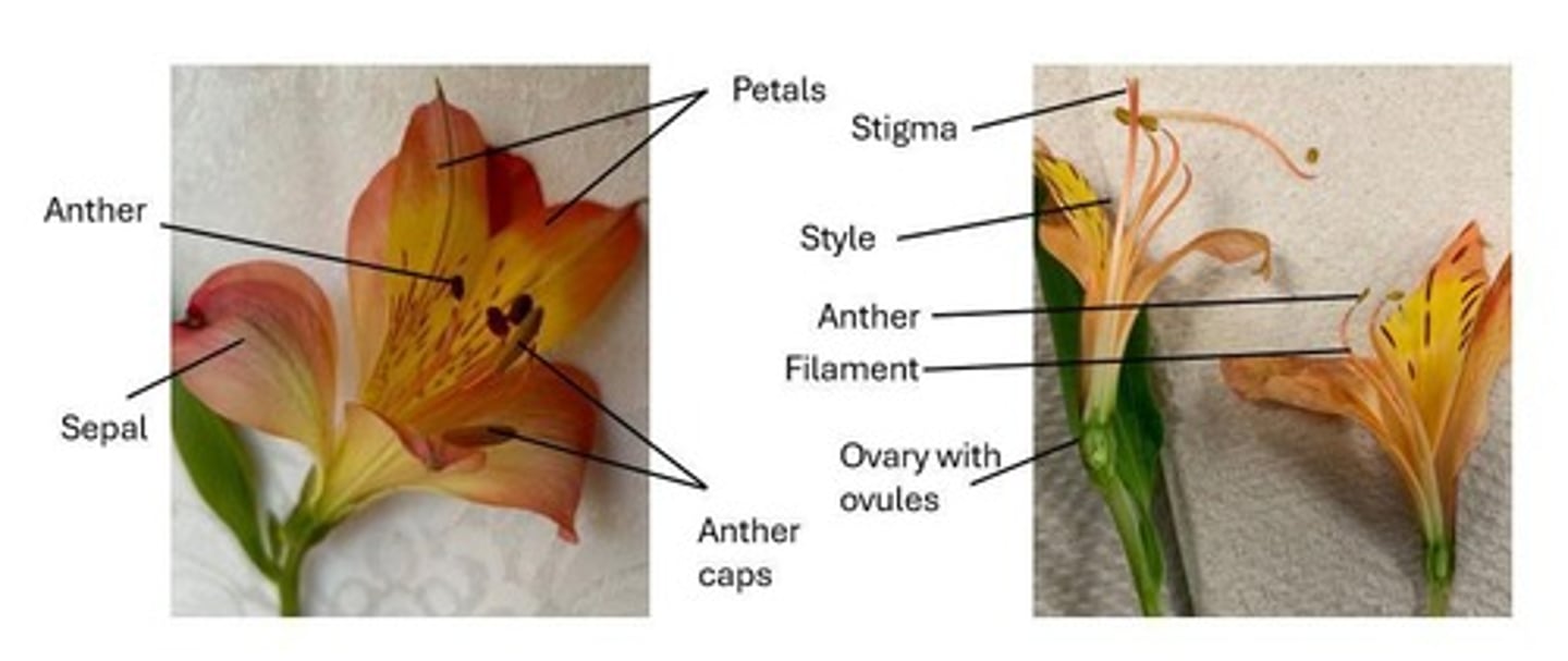 <p>The sepals and petals together.</p>