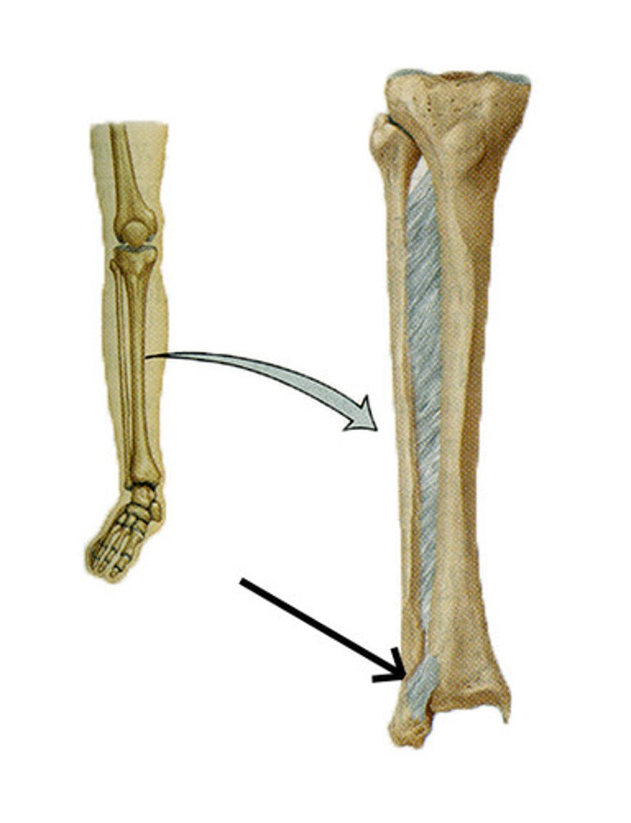 <p>a ligament connects the bones and limits movement at the joint (FIBROUS amphiarthrosis)</p>