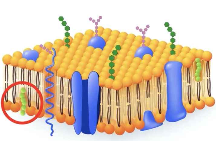 <p>Randomly distributed and wedged between phospholipids in the cell membrane of eukaryotic cells</p>