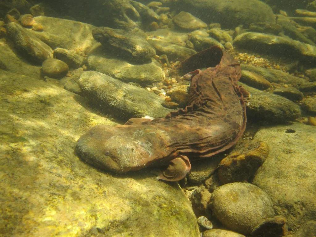 <p><span>Hellbender</span></p>