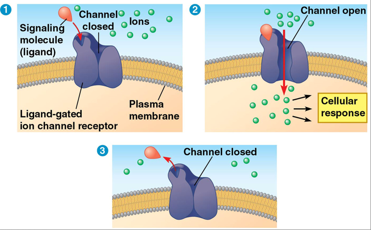 <p>cell-surface transmembrane receptor acts as a gate that opens and closes when it changes shape</p><ul><li><p>signal molecule binds → opens channel → gate allows specific ions (Na+ or Ca+) through → change concentration rapidly → change in cell activity → ligand dissociates → channel closes</p></li></ul><p></p>