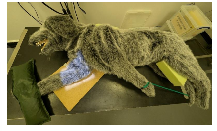<ul><li><p>Lateral recumbency on side of the leg of interest e.g. left lateral recumbency if the left elbow is to be radiographed. </p></li><li><p>The other forelimb should be retracted away from the area of interest and secured. </p></li><li><p>Neutral view- joint should be flexed to around 90-100 degrees/left in natural position.</p></li></ul><p></p>