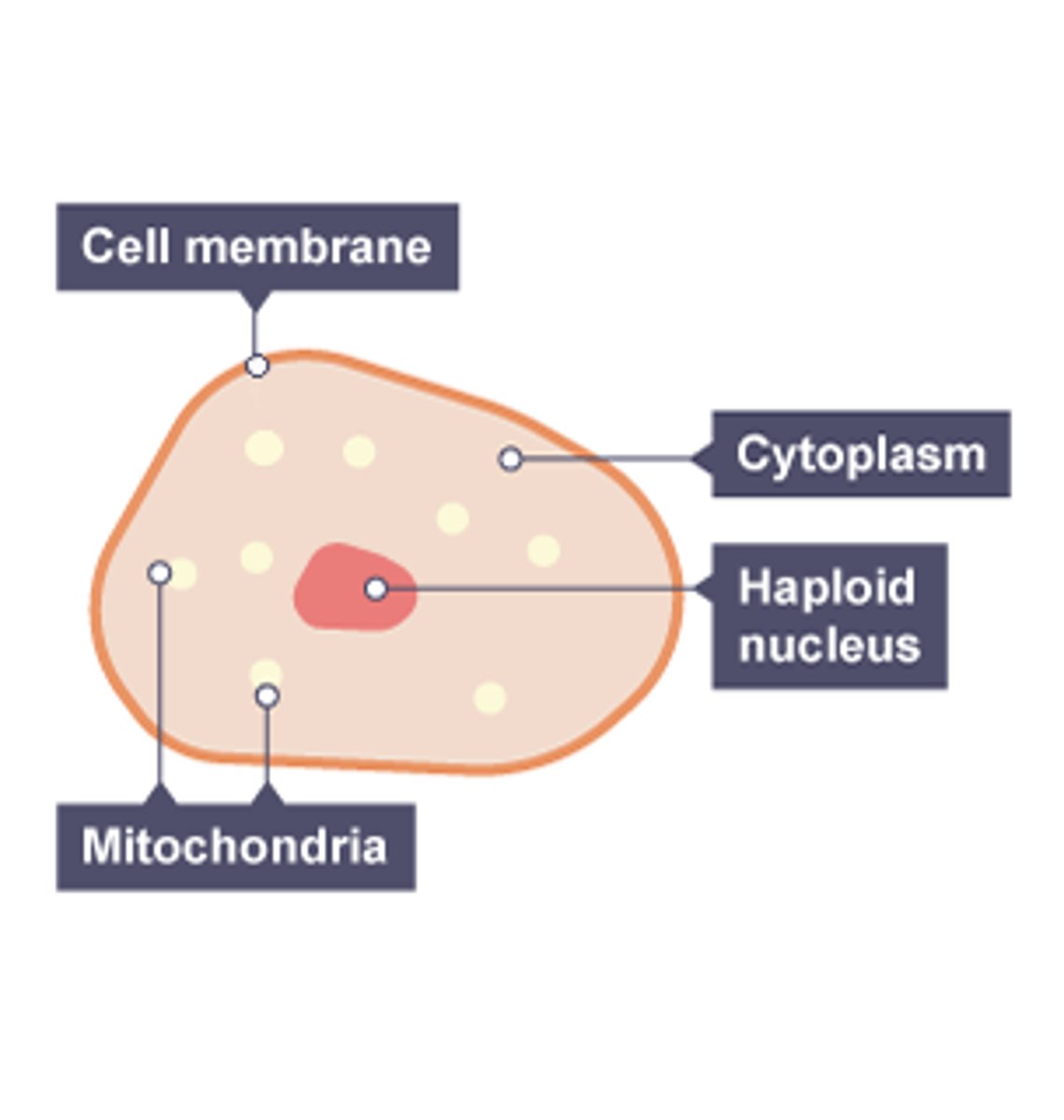<p>Carries female DNA</p><p>Has nutrients in cytoplasm able to nourish the embryo</p><p>Haploid</p><p>Straight after fertilisation the membrane changes structure preventing any other sperm cell from getting in, ensuring that the offspring receives the right amount of DNA.</p>