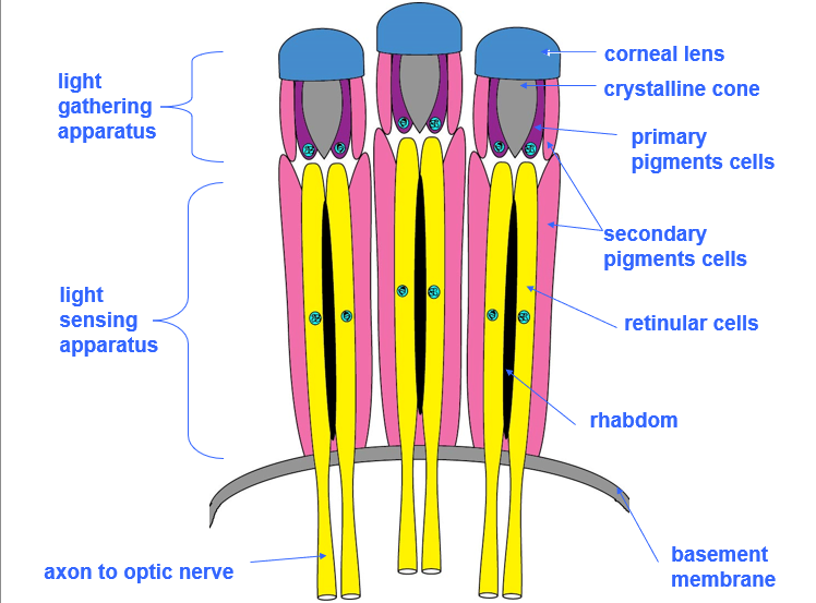 <p>Small repeating units that make up compound eye compose of a lens, cone, pigment cells and sensory neurons</p>