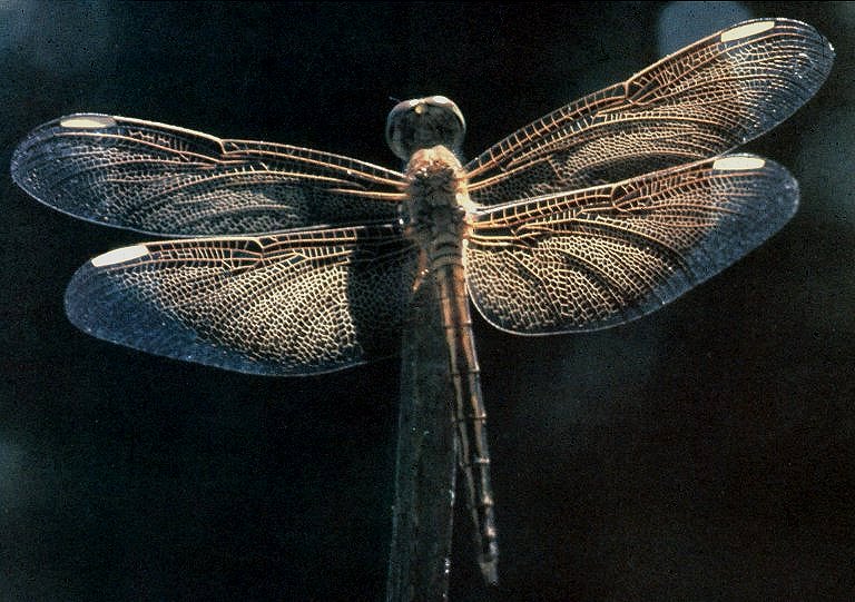 <ul><li><p>Dragonflies: wings do not fold, good flyers, stout body, cerci on males</p></li><li><p>Damselflies: wings do not fold, wings are held roof like, slender body, weak flyers, cerci on males</p></li><li><p>Dragonfly naiad:  Internal rectal gills</p></li><li><p>Damselfly naiad: 3 external caudal gills</p></li></ul>