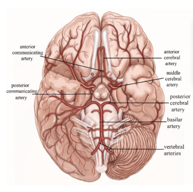 • 3 Cerebral Arteries • Anterior  • Middle (supplies blood to language region of brain) • Posterior 