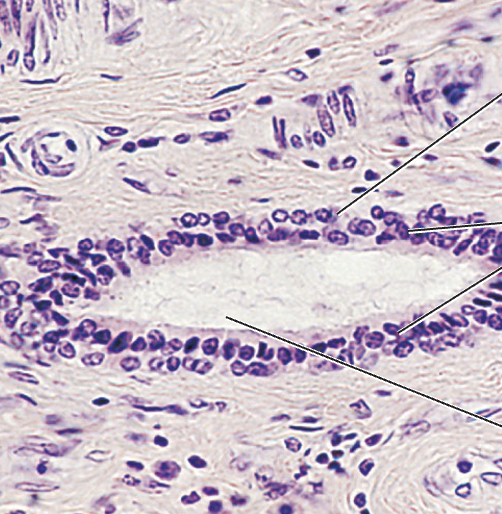 <p>What tissue type does this image depict?</p>