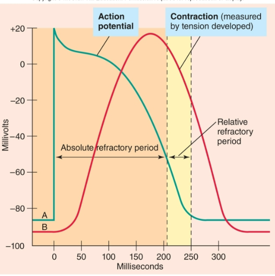 <ol><li><p>Cardiac muscle cells resting potential = −85mV</p></li><li><p>Depolarized to threshold by AP originating in SA node</p></li><li><p>Voltage-gated Na+ channels open</p><ol><li><p>Rapid Na+ in</p></li></ol></li><li><p>Membrane potential plateaus for 200−300 msec.</p><ol><li><p>Due to slow influx of Ca2+</p></li></ol></li><li><p>Voltage-gated K+ channels open</p></li><li><p>Repolarization occurs</p></li><li><p>Long plateau from V.G. Ca2+ channels</p><ol><li><p>Prevents summation and tetanus</p></li><li><p>Get twitch contraction of cardiac muscle cells (rapid cycling of contraction and relaxation)</p></li></ol></li></ol>