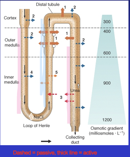 Loop of Henle

function asymmetry ascending and descending limbs

selective permeability in different parts of the tubule

standing osmotic gradient in renal medulla <- vasa recta

highest concentration is 1200mOsm

gradient maintained all the time

asymmetric function maintains the standing osmotic gradient (300-1200mOsm) goes up to 700mOsm

 Thin descending limb: selectively permeable to water, reabsorbed 

Thin ascending limb: NaCl passively permeable reabsorbed, water not permeable 

Thick ascending limb: NaCl actively pumped out/reabsorbed, water impermeable  

Vasa recta, nephron is heavily vascularized, vasa recta = blood vessels surrounding these tubules 