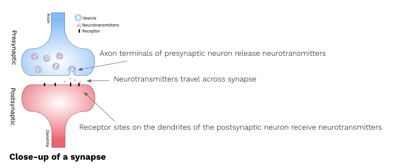 <ul><li><p><span style="background-color: transparent;">An action potential<span> that releases neurochemicals stored the vesicles in the terminal buttons.</span></span></p></li><li><p><span style="background-color: transparent;"><span>This energy goes from the </span><strong><span>presynaptic neuron </span></strong><span>into the </span><strong><span>synaptic gap</span></strong><span> (space between 2 neurons) for uptake by the </span><strong><span>receptor sites</span></strong><span> of the </span><strong><span>postsynaptic neuron</span></strong><span>.</span></span></p></li></ul><p></p>