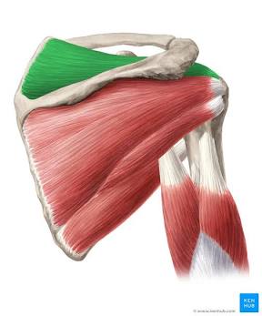 <p>Supraspinatus</p>
